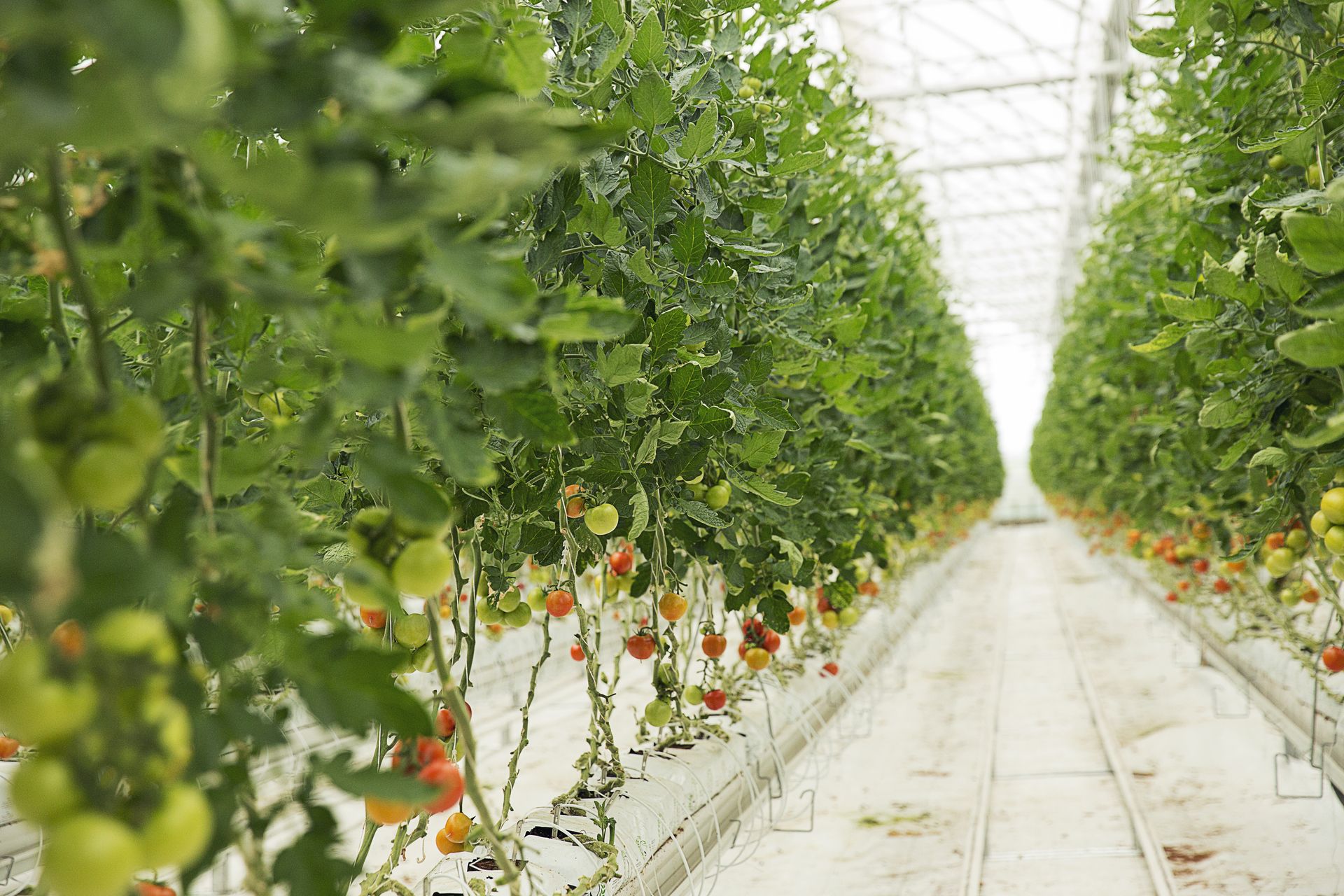 Professional growing in a greenhouse